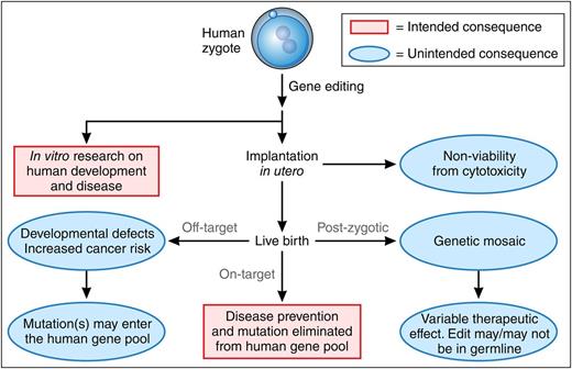 Figure 2. Consequences of gene editing in human zygotes. Intended outcomes appear in red boxes; unintended outcomes appear in blue type. Gene editing performed on the unicellular zygote may, in theory, be used clinically to prevent an inherited disorder by correcting a genetic defect. The resulting gene-corrected embryo could be implanted in utero for development to a live birth with every cell containing the genome edit. In theory, germ line correction of the mutation would lead to its elimination from the human gene pool. However, gene editing in human embryos to produce a live birth is consensually prohibited. In vitro research using gene editing in human zygotes may provide valuable information about human development and human disease mechanisms, which could lead to new treatments. However, several unintended consequences may occur from gene editing of human embryos, including direct cytotoxicity to the zygote from the manipulation; off-target editing and genotoxicity which could be pathogenic or be propagated to the human gene pool and may become homozygous in subsequent generations; or genetic mosaicism if gene modification occurs at a time after the zygote divides (postzygotic), leading to heterocellular gene-modification effects. Professional illustration by Patrick Lane, ScEYEnce Studios.