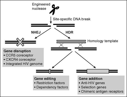Figure 1. Potential applications of genome editing in anti-HIV therapy. Site-specific DNA breaks created by engineered nucleases can be repaired by error-prone NHEJ or, if a homologous DNA repair template is also present, by more precise HDR pathways. NHEJ frequently results in indels, allowing disruption of genes such as the HIV-1 coreceptors CCR5 and CXCR4 or integrated HIV-1 genomes. HDR could be used to introduce small mutations into host restriction factors to restore anti-HIV activities or into host dependency factors to limit their use by the virus. Alternatively, HDR could be used to site-specifically insert anti-HIV genes at the site of the DNA break, including at a disrupted CCR5 locus.