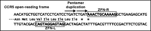 Figure 2. ZFN-mediated disruption of the CCR5 open-reading frame. A ZFN pair that binds CCR5 sequences (left and right, boxed) results in a DNA break whose repair most frequently results in a 5-bp duplication (arrowed) that introduces premature stop codons (*) into the open-reading frame.