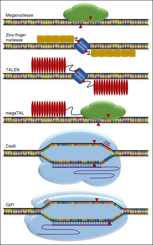 Figure 1. Targeted nucleases. Schematic of genome editing systems. DNA recognition and cleavage components for each nuclease shown. ZFP motifs shown as yellow boxes. TALE RVDs shown as red ovals. FokI shown as blue rectangles. Single guide RNA shown as purple lines. Red arrowheads indicate cleavage points for each enzyme. Cpf1 illustrated as dimer.