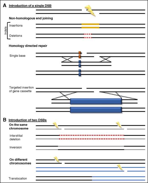Figure 2. Molecular outcomes of genome editing. Multiple possible repair outcomes of (A) 1 or (B) 2 DSBs in the genome. Schematics of indels, gene insertion, and gene correction are shown. Solid gold lines, inserted bases; dashed red lines, deleted bases; solid dark blue boxes, gene cassettes. Outcomes depicted are not exhaustive, and other outcomes, such as insertion of a gene cassette via NHEJ, are possible.78,79