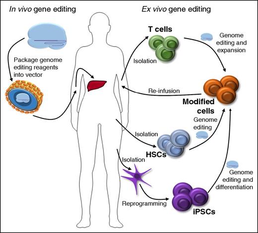 Figure 3. Therapeutic genome editing. Schematic of delivery strategies and target cells for in vivo and ex vivo genome editing. iPSCs, induced pluripotent stem cells.