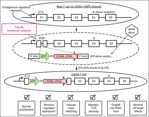 Genome editing to perform cDNA knock-in as a functional gene correction strategy. The figure schematizes the overall strategy and key results of using genome editing to knock-in a WT cDNA to functionally correct downstream mutations. The dashed oval depicts that the TALEN mRNA was delivered into the T cells by electroporation. The dashed gray lines depict HR between the endogenous gene containing a nuclease-induced DSB and the donor vector. 3′ arm, 3′ homology arm; 5′ arm, 5′ homology arm; ATG, endogenous initiation codon; E1-E5, exons 1-5; TCR, T-cell receptor.
