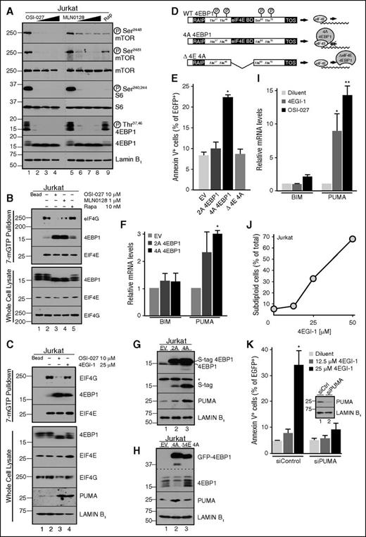 Figure 3. Effects of mutant 4EBP1 constructs and 4EGI-1 on cell survival. (A) After Jurkat cells were treated with diluent (lanes 1 and 5); OSI-027 at 5, 10, or 20 µM (lanes 2-4); MLN0128 at 0.25, 0.,5 or 1 µM (lanes 6-8); or 10 nM rapamycin (lane 9), whole cell lysates were subjected to immunoblotting. Dashed line indicates juxtaposition of nonadjacent lanes from the same X-ray films. (B-C) Cells treated for 48 hours with diluent (lane 2), 10 µM OSI-027 (lane 3), 1 µM MLN0128 (lane 4, B), 10 nM rapamycin (lane 5, B), or 25 µM 4EGI-1 (lane 4, C) were lysed with NP-40 buffer. After clarification, lysates were incubated with sepharose (lane 1) or 7Me-GTP-sepharose beads overnight and washed 5 times with NP-40 buffer before immunoblotting. (D) 4EBP1 constructs used in panels E-H. In the remainder of this figure, 4EBP1 T37A/T46A is designated 2A and 4EBP1 T37A/T46A/S65A/T70A is 4A. (E) Cells transfected with the indicated 4EBP1 construct were incubated for 72 hours and analyzed for annexin V binding. In panel E, *P = .03 relative to empty vector. (F) Seventy-two hours after transfection with S peptide-tagged 4EBP1 2A or 4A, qRT-PCR was performed to quantify BIM and PUMA messages, which were normalized to GAPDH mRNA. In panel F, *P = .006 relative to empty vector. (G-H) Cells transfected with the indicated 4EBP1 construct tagged with (G) S peptide or (H) EGFP were incubated for 72 hours and harvested for immunoblotting. In panel G, *nonspecific band. (I) qRT-PCR for BIM and PUMA mRNA after treatment with 25 µM 4EGI-1 or 10 µM OSI-027. In panel I, *P = .05 and **P = .002, relative to diluent. (J) Subdiploid cells, another indicator of apoptosis,21,28 after treatment for 48 hours with 4EGI-1. Error bars in this panel (n = 3 independent experiments) are smaller than symbols. (K) Cells transfected with PUMA siRNA or nontargeting control were treated for 48 hours with diluent or 4EGI-1 and stained with annexin V. In panel K, *P = .036 relative to control. (K, inset) Immunoblot of whole cell lysates.