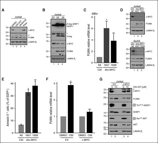 Figure 5. Role of MYC downregulation in PUMA expression. (A) Immunoblot of Jurkat cells treated with diluent (lane 1), 10 µM OSI-027 (lane 2), 1 µM MLN0128 (lane 3), or 10 nM rapamycin (lane 4) for 48 hours. (B) Forty-eight hours after transient transfection with empty vector or plasmid encoding the indicated 4EBP1 construct fused to S peptide, cells were harvested for immunoblotting. (C-E) Forty-eight hours after transient transfection with control shRNA or shRNAs targeting MYC, (C) PUMA mRNA, (D) protein, and (E) annexin V binding were assessed. In panel C, *P = .036 relative to control. In panel E, *P = .002 and **P = .008 relative to control. (F-G) Cells transfected with empty vector or MYC cDNA behind the constitutive CMV promoter were treated with diluent or 10 μM OSI-027 and harvested for (F) qRT-PCR or (G) immunoblotting. Results of drug-treated samples in panels C and F were normalized to each corresponding diluent-treated control, which was set to 1. In panel F, *P = .011 relative to control. In panels A,B,G, *nonspecific bands.