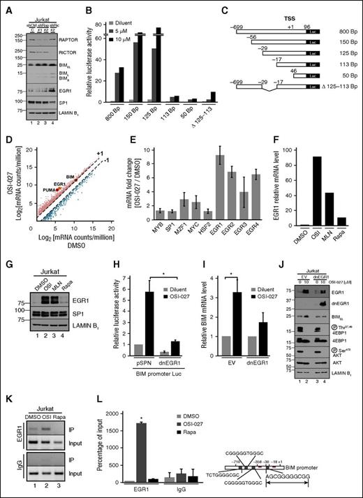 Figure 6. BIM upregulation reflects increased EGR1 activity. (A) Forty-eight hours after transfection of Jurkat cells with shRNAs targeting RAPTOR or RICTOR, knockdown was assessed by immunoblotting. (B-C) Plasmids containing the 0.8-kb BIM promoter or truncation constructs in front of firefly luciferase cDNA (C) were transfected into (B) 5 × 106 log phase P388 cells. After treatment with diluent or 5 or 10 μM OSI-027, cells were assayed for firefly and Renilla luciferase activities. Panel is representative of 3 independent assays. (D-E) After Jurkat cells were treated with diluent or 10 μM OSI-027, RNAseq analysis was performed. Each mRNA count number was normalized to counts per million. Error bars in panel E, mean ± range of 2 independent assays. (F-G) After treatment with diluent, 10 μM OSI-027, 1 µM MLN0128, or 10 nM rapamycin, cells were harvested for (F) qRT-PCR and (G) immunoblotting. (H) Cells transfected with 40 µg empty vector or dnEGR1 construct along with 10 µg BIM promoter luciferase and 5 µg pTK-Renilla constructs were treated with diluent or 10 µM OSI-027 and assayed for luciferase activities. In panel H, *P = .011. (I-J) Cells were transfected with empty vector or dnEGR1 construct, treated with diluent or 10 µM OSI-027, and harvested for (I) qRT-PCR and (J) immunoblotting. Results of drug-treated samples were normalized to corresponding diluent-treated controls, which were set to 1. In panel I, *P = .02. (K) After treatment with diluent, 10 μM OSI-027, or 10 nM rapamycin, cells were harvested for ChIP assay. (L) DNA samples from ChIP assay subjected to qPCR. Results are expressed as relative % of input DNA precipitated. In panel L, *P ≤ .002 relative to dimethylsulfoxide or rapamycin. Diagram at right shows possible EGR1 binding sites in BIM promoter, with proximal site (−29 to −18) in larger font.