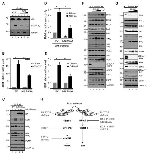 Figure 7. Effects of dual inhibitor-induced NF-κB activation on EGR1 expression and BIM upregulation. (A) Jurkat cells treated with diluent (lanes 1 and 2) or 10 (lanes 3 and 4) or 20 μM OSI-027 (lanes 5 and 6) were fractionated into nuclei (N) and cytoplasm (C) for immunoblotting. (B,C,E) Jurkat cells transfected with empty vector or the IκB SS/AA super-repressor were treated with diluent or 10 μM OSI-027 and harvested for (B,E) qRT-PCR or (C) immunoblotting. Results of drug-treated samples in B and E were normalized to corresponding diluent-treated controls, which were set to 1. In panel B, *P = .008 and **P = .04 relative to empty vector control. In panel E, *P = .02 and **P = .04, respectively. (D) Jurkat cells transfected with 40 µg empty vector or IκB SS/AA along with 10 µg 800-bp BIM promoter luciferase reporter and 5 µg pTK-Renilla were treated with diluent or 10 µM OSI-027 and assayed for luciferase activities. In panel D, *P < .02. (F-G) Aliquots of a (F) clinical ALL sample and (G) CML-biphenotypic blast crisis sample incubated for 48 hours with diluent (lane 1), 5 µM OSI-027 (lane 2), 10 µM OSI-027 (lane 3), 20 µM OSI-027 (lane 4), or 1 µM MLN0128 (lane 5) were harvested for immunoblotting. Patient (Pt) numbers refer to supplemental Table 1. (H) Proposed model of mTOR dual inhibitor-induced BH3-only protein upregulation. As discussed in the text, various lymphoid cell lines and ALL specimens show activation of 1 or both pathways after mTOR dual inhibitor treatment. Reagents shown in gray inhibit downstream steps.