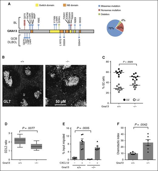 Figure 1. GNA13 loss results in abnormal GC architecture and altered chemokine-directed migration. (A) GNA13 mutations identified by exome sequencing in GC B-cell subtype (GCB) DLBCL and Burkitt lymphoma (BL) are depicted along the length of the gene, shown in gray. Colored lines indicate the type of mutation (blue corresponding to missense, red for nonsense, and green for deletion) and the colored boxes represent important functional domains. The switch domain, shown in yellow, is important for initiating conformational changes in GNA13 that affect its guanosine triphosphate binding affinity. The nucleotide binding (NB) domain, shown in orange, forms the guanosine triphosphate binding site. The pie chart (right) shows the percentage of GNA13 mutations that are missense, nonsense, or deletion. (B) Immunofluorescent staining of GC B cells (GL7+, white) in sections of spleen from 3-month-old AID-Cre+ Gna13 cohort mice. Images are representative of 3 animals per genotype. (C) Dot plot showing the percentage of CXCR4+CD83− GC cells (DZ) compared with CXCR4−CD83+ (LZ) cells in GC B cells from Peyer patches of AID-Cre+ Gna13 mice. Dots represent individual animals, with DZ cells indicated in black and LZ cells indicated in white. (D) Box and whisker plot of the average DZ:LZ ratio across genotypes. Data are the summation of 3 experiments. (E) Transwell migration of splenic GC cells isolated from 2-month-old AID-Cre+ Gna13 mice with and without CXCL12 stimulation. (F) Same as panel E, depicted as chemotactic index, the number of cells that migrated over 3 hours toward 100 ng/mL CXCL12 divided by the number of cells that migrated in the absence of chemokine. Data are the representative of 4 experiments.