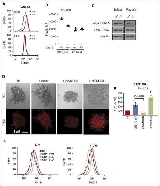 Figure 2. Effects of Gna13 on cellular adhesion in vivo and in vitro. (A) Representative histogram of F-actin expression in GC B cells (upper) or FO B cells (lower) from AID-Cre+ Gna13 mice. (B) MFI for F-actin expression in AID-Cre+ Gna13 mice as measured by flow cytometric analysis in spleen. Dots represent individual animals. Data are representative of 3 experiments. (C) Western blot showing levels of active (guanosine triphosphate–bound) RhoA, total RhoA, and β-actin in B-cell lysates from spleen (left) and Peyer patches (right) of Mb1-Cre+ Gna13 mice. Data are representative of 3 experiments. (D) Confocal images of Raji cell line stably transfected with lentiviral constructs: vector (N1), wild-type GNA13, dominant-negative (DN) GNA13-DN (G225A), and constitutively active (CA) GNA13-CA (Q226L). Top row: differential interference contrast; bottom row: phosphotyrosine (pTyr) staining in red. Images are representative examples of 3 experiments. Cells were imaged with a Zeiss LSM510 confocal microscope with a 63×/1.4 NA (numerical aperture) oil immersion lens. (E) Representative histogram and quantitation of pTyr expression by immunofluorescence in Raji cells transfected with constructs described in panel D. Values are quantitated as a percentage of N1 control. Results are representative of 3 experiments. (F) Representative histograms of F-actin expression in Raji cell line expressing the constructs described in panel D. Left: nontreated (N/T); right: in the presence of interleukin-6 (IL-6; 20 ng/mL). MFI, mean fluorescence intensity.