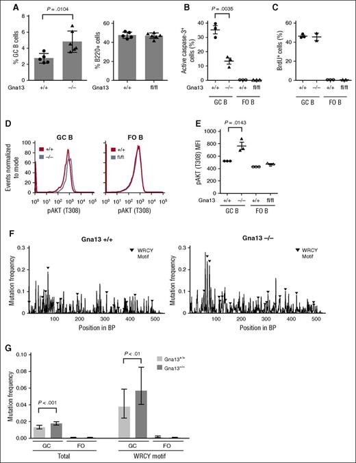 Figure 3. Gna13 deletion results in expansion of GC B cells, reduced apoptosis, and increased SHM-related mutational burden. (A) Bar graph comparing the GC populations across genotypes in splenic cells isolated from 2-month-old AID-Cre+ Gna13 mice. GC cells were calculated as a percentage of total B cells (B220+ cells). Data are representative of 3 experiments. Fluorescence-activated cell sorting analysis of active caspase-3 (B) and 5-bromo-2′-deoxyuridine (BrdU) (C) in B cells isolated from spleen of 3-month-old AID-Cre+ Gna13 mice. In each graph, GC cells are depicted on the left, with FO cells on the right as a control. Dots represent individual mice. Data are representative of 3 experiments. (D) Representative histogram of pAKT (T308) expression in GC and FO B cells from spleen of AID-Cre+ Gna13 cohort mice. Wild-type and null GC B cells are depicted by blue and red traces, respectively. (E) MFI for pAKT (T308) expression in AID-Cre+ Gna13 cohort mice as measured by flow cytometry in spleen. Data are representative of 3 experiments. (F-G) SHM analysis of the JH4 intronic region of the VH immunoglobulin locus. Data are depicted as mutational frequency per base across an amplified segment of the JH4 intronic region of GC B cells (F) and quantitated in bar-graph form (G), along with FO controls. WCRY/RGYW hotspot motifs are depicted with black triangles (F) and quantitated separately (G, right). Data reflect an average depth of ∼7500 reads per genotype from GC B cells and from FO B cells isolated from Peyer patches of wild-type or null AID-Cre+ Gna13 animals.