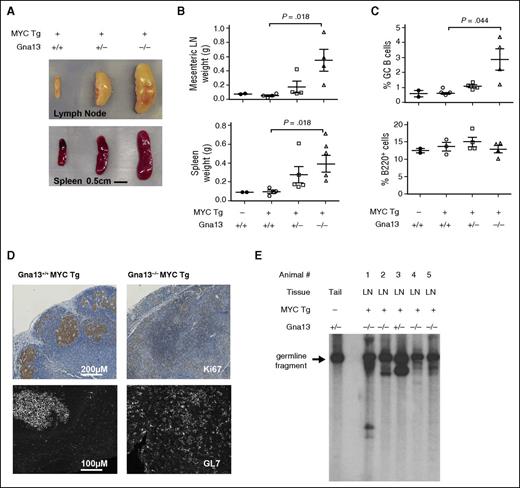 Figure 4. Characterization of B-cell lymphomas arising from AID-Cre+ R26StopFLMYC Gna13–deficient mice. (A) Photograph of spleens and mesenteric lymph nodes from representative MYC+ Gna13 genotypes. (B) Comparison of the weights of spleens and mesenteric lymph nodes (LN) from MYC− Gna13 wild-type (n = 2) mice and MYC+ Gna13 wild-type (n = 4), heterozygous (n = 5 for spleen, 4 for mesenteric), and null (n = 4) mice. (C) Graph of GC B-cell and total B-cell populations in AID-Cre+ MYC+ Gna13 mice across genotypes. (D) Immunohistochemical staining of proliferation marker Ki67 (top row) or immunofluorescent staining of GC marker GL7 (bottom row) in FFPE sections of mouse lymph node from AID-Cre+ MYC+ Gna13 mice. (E) Tumor clonality as determined by IgH rearrangement patterns. Southern blot analysis was performed using a heavy-chain joining-region probe to detect changes in fragment patterns in EcoRI digested genomic DNA extracted from mouse tissue. The arrow indicates the 6.5-kb germ-line DNA fragment present in wild-type mouse tail DNA, and its presence in all samples reflects the relative contribution of non-B cells to a given sample. Tg, transgenic.