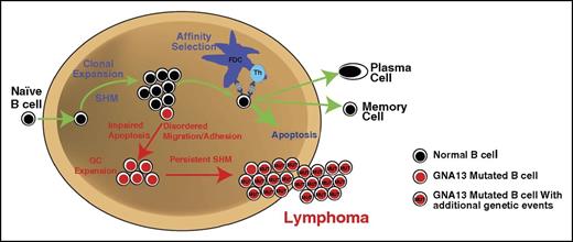 Figure 5. Proposed mechanism whereby GNA13 loss promotes lymphomagenesis within the GC niche. In normal circumstances, GC B cells follow the path depicted with green arrows. Mutations in GNA13 lead to disordered migration and impaired apoptosis. Affected cells likely do not require prosurvival signals from T helper (Th) cells to persist. GC persistence may promote the accumulation of additional mutations through ongoing SHM. Over time, accumulation of driver mutations in persistent GC cells may promote lymphoma. FDC, follicular dendritic cell.
