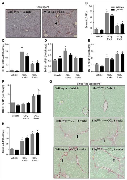 Figure 4. Effect of CCl4 challenge on liver fibrosis in Fibγ390-396A mice. WT and Fibγ390-396A mice were exposed to vehicle (corn oil) (left) or CCl4 (10% at 10 μL/g, IP) (right) for 4 and 8 weeks as described in “Methods.” (A) Representative photomicrographs (×200) show liver sections stained for fibrin(ogen) (brown) in CCl4-treated WT mice after 8 weeks. Arrowhead indicates fibrin(ogen) deposition resembling borders of hepatic acinus. (B) Serum ALT activity was determined as described in “Methods.” Hepatic expression of mRNAs encoding the profibrogenic genes: (C) COL1A1, (D) TGFβ1, (E) TGFβ2, and (F) ITGβ6 was determined by real-time qPCR. (G) Representative photomicrographs show liver sections stained for sirius red (×200). Arrows indicate collagen deposition resembling borders of hepatic acinus. (H) Sirius red staining was quantified as described in “Methods.” Gray bars indicate WT and black bars indicate Fibγ390-396A mice. Mice treated with vehicle (n = 4 to 5 mice per group) and mice treated with CCl4 (n = 9 to 10 mice per group). *P < .05 vs vehicle within genotype. IP, intraperitoneal; Wks, weeks.