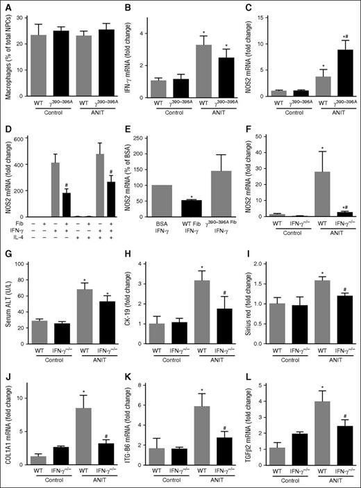 Figure 5. Suppression of type 1 cytokine-driven macrophage activation by fibrin(ogen)-αM β2 binding. WT, Fibγ390-396A, and IFNγ−/− mice were fed a control diet (AIN-93M) or an identical diet containing 0.025% ANIT for 4 weeks. (A) Hepatic macrophage number was determined by flow cytometry as described in “Methods.” Hepatic expression of mRNAs encoding the genes: (B) IFNγ and (C,F) NOS2 was determined by real-time qPCR. (D) Expression of NOS2 mRNA in BM macrophages plated on either bovine serum albumin (BSA) or surface adhered WT fibrinogen (10 μg/mL) and stimulated with recombinant mouse IFNγ and/or recombinant mouse interleukin-4 (10 ng/mL) for 24 hours. (E) Expression of NOS2 mRNA in IFNγ-stimulated BM macrophages plated on BSA, WT fibrinogen, or γ390-396A fibrinogen (10 μg/mL). (G) Serum ALT activity was determined as described in “Methods.” (H) CK-19 and (I) sirius red staining were quantified as described in “Methods.” Hepatic expression of mRNAs encoding the profibrogenic genes: (J) COL1A1, (K) ITGβ6, and (L) TGFβ2 were determined by real-time qPCR. Data are expressed as mean + SEM; n = 4 to 16 mice per group for in vivo studies; for in vitro studies, results represent macrophages from 9 mice. *P < .05 vs control diet within genotype; #P < .05 vs ANIT-exposed WT mice or respective treatment on BSA. Fib, fibrinogen.