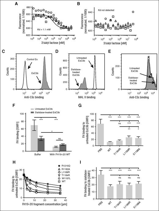 Figure 4. Sialic acid enhances FH binding to EsC3b. (A-B) Binding of FH to sialic acid in the absence of C3b was studied by using the MST technique. Fluorescently labeled (A) MAL II or (B) FH was mixed with increasing concentrations of the sialic acid containing compound 3′sialyllactose followed by thermophoresis. Results of experiments performed in triplicate are represented as spheres, triangles, and squares. Binding data for MAL II was fitted with NanoTemper software to obtain the binding isotherm and the respective dissociation constant (Kd). (C) To study FH binding to sialic acid in the context of C3b, C3b was deposited on Es by using purified C3 and factors B and D. C3b deposition on Es was verified by showing increased binding of anti-C3c antibody using flow cytometry. (D) Erythrocytes with C3b deposition on them (EsC3b) were treated with sialidase to remove sialic acid from their surfaces. Efficiency of the sialidase treatment was verified by showing decreased binding of MAL II lectin to sialidase-treated cells by flow cytometry. (E) The level of C3b deposition on EsC3b was not affected by treatment with sialidase, as judged by similar binding of anti-C3c antibody to untreated and sialidase-treated EsC3b cells. (C-E) Representative histograms of assays performed 3 to 6 times. (F-I) Binding of FH to untreated and sialidase-treated EsC3b was competed with wt and mutant FH19-20 fragments. Binding of fluorescently labeled FH was analyzed by flow cytometry. (F) Removal of sialic acid from EsC3b decreased FH binding to the cells. The wt FH19-20 had a major inhibitory effect on FH binding to untreated EsC3b but only a small effect on FH binding to the sialidase-treated EsC3b. (G) FH binding to untreated EsC3b in the presence of wt and mutant FH19-20. (H) A dose-response study of the ability of various FH19-20 mutants to antagonize FH binding to untreated EsC3b. Some controls (FH19-20 mutants W1157L, R1182A, and R1215Q) were included in the assay. (I) FH binding to sialidase-treated EsC3b in the presence of wt and mutant FH19-20. The assays were performed (H) 3 or (F-G, I) 5 times. Shown are average GMFI values (± SD). One-way ANOVA with Tukey’s multiple comparison posttests was performed.*P < .05; **P < .01; ***P < .001.