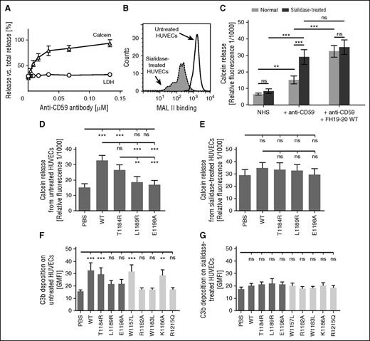 Figure 6. Effect of sialic acid removal on complement activation on endothelial cells incubated in serum. (A) A calcein-release assay was set up to study complement activation, and HUVECs were loaded with calcein and incubated in 15% NHS in the presence of increasing concentrations of the classical complement pathway initiator anti-CD59 antibody. Measurement of supernatant calcein fluorescence (excitation/emission wavelengths of 485/520 nm) showed a dose-dependent response for complement activation. Assessment of an LDH indicator at ex/em values 540/590 nm verified that complement activation did not lead to cell lysis with the anti-CD59 concentrations used. (B) HUVECs were incubated with sialidase or the respective buffer, and removal of sialic acid from cell surfaces was verified by showing decreased binding of MAL II lectin with flow cytometry. Shown is a representative histogram of an assay performed 4 times. (C-E) The role of sialic acid in complement regulation on HUVECs was studied by using the newly developed assay, which detected complement activation as a function of calcein released from the cells. (C) Addition of wt FH19-20 enhanced calcein release, the indicator for complement activation, on untreated but not on sialidase-treated HUVECs. (D) Complement activation on normal HUVECs in the presence of wt and mutant FH19-20 in serum sensitized with anti-CD59 antibody. (E) Complement activation on sialidase-treated HUVECs in the presence of wt and mutant FH19-20 in serum. The assays were performed 5 times. Shown are mean relative fluorescence values (± SD). (F-G) Effect of sialic acid on complement activation on HUVECs was also studied at the level of C3b deposition. (F) Untreated or (G) sialidase-treated HUVECs were incubated in 33% NHS, and FH19-20 was added to interfere with the complement-inhibitory function of FH. Fluorescently labeled C3 was included in the serum to enable later assessment of C3b deposition by flow cytometry. The assays were performed 4 times. Shown are GMFI values (± SD). One-way ANOVA with Tukey’s multiple comparison posttests was performed. **P < .01; ***P < .001.