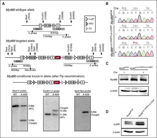 Figure 1. Construction of a conditional Myd88p.L252P allele. (A) Targeting of the Myd88 locus in C57BL/6N Tac ES cells. The endogenous Myd88 locus was targeted with the linearized vector described in the supplemental Data. The targeted allele before (middle panel) and after Flp-mediated recombination of FRT and F3 sites (bottom panel) is schematically depicted. The Southern blots of BauI, Eco91I, and KpnI digested genomic DNA probed with a 5′, a 3′, and a Neo probe, respectively, are shown below the schematic illustration of the targeting strategy. Positions of restriction sites and probes are shown in the schematic drawing above. (B) Myd88p.L252P mRNA is expressed upon Cre-mediated recombination in MEFs. Myd88wt/wt and Myd88c-p.L252P/c-p.L252P MEFs were isolated. RNA was isolated from both cell lines before LentiCre application (Sanger sequencing chromatograms, top and middle panels) and the Myd88 mRNA sequence was determined after reverse transcription. The wild-type sequence was recovered from both cell lines. After LentiCre application and puromycin selection, only the p.L252P sequence could be recovered from Myd88c-p.L252P/c-p.L252P MEFs (Sanger sequencing chromatogram, bottom panel). (C) The Myd88p.L252P isoform is expressed in Myd88c-p.L252P/c-p.L252P MEFs after LentiCre-mediated recombination. Myd88wt/wt and Myd88c-p.L252P/c-p.L252P MEFs were LentiCre exposed and puromycin selected, as in (B). Whole-cell lysates were separated on sodium dodecyl sulfate polyacrylamide gel electrophoresis (SDS-PAGE) and blotted onto polyvinylidene difluoride membranes before Myd88 and β-actin, which served as loading controls, and were visualized by immunoblotting. Both Myd88wt and Myd88p.L252P proteins were expressed at equal levels. (D) Conditional LentiCre-mediated Myd88p.L252P expression leads to p65 Ser-536 phosphorylation. Myd88wt/wt and Myd88c-p.L252P/c-p.L252P MEFs were transduced with LentiCre and puromycin selected, as in (B). Upon selection, cells were lysed, proteins were separated on SDS-PAGE, and pSer-536 p65 was visualized by immunoblot. SAH, short arm of homology; LAH, long arm of homology; pA, polyadenylation signal sequence.