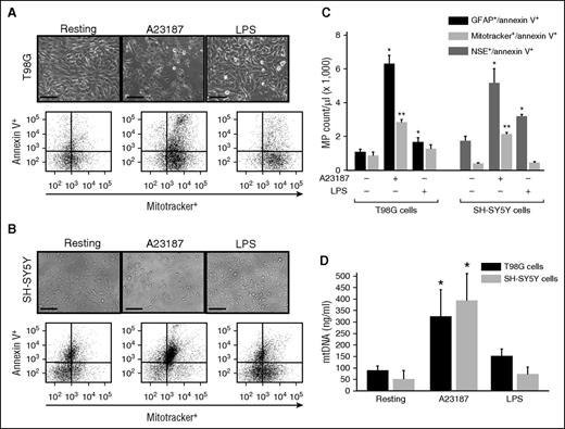 Figure 5. mtMPs were released from cultured neurons and glial cells. (A) Human glioblastoma T98G (A) and neuroblastoma SH-SY5Y (B) cells before (left) and after (middle) stimulated with the calcium ionophore A23187 or LPS (right) (bar = 50 μm). (A-B, top) Morphological changes; (bottom) levels of mtMPs detected in conditioned media from these cells before and after stimulations. (C) MitoTracker Green+ glial and neuronal cell microparticles that were annexin V+ detected by flow cytometry. The relative levels of annexin V+/MitoTracker Green+ T98G cells and SH-SY5Y cells that were also positive for GFAP and NSE, respectively (n = 3-5; 1-way ANOVA, *P < .011 and **P < .005 vs resting cells). (D) Levels of mitochondrial DNA in the supernatants of T98G and SH-SY5Y cells at resting and after stimulation with either A23187 or LPS (n = 3-5; 1-way ANOVA, *P < .001 vs resting cells).