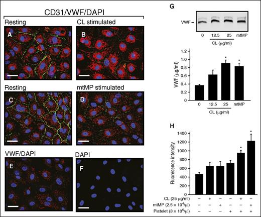 Figure 6. CL and mtMP activated ECs and disrupted their barrier function. HUVECs before (A,C) and after stimulation with CL (B, 25 μg/mL) or mtMP (D, 2.5 × 104/μL) for 2 hours at 37°C were stained for CD31 (PECAM1, green), VWF (red), and 4′,6-diamidino-2-phenylindole (blue) to mark cell–cell junction, endothelial cells, and the nucleus, respectively. Resting cells stained with VWF (E) and 4′,6-diamidino-2-phenylindole (F) served as controls (representative of 3-5 experiments; bar = 20 μm). (G) The conditioned media from cultured ECs before and after treated with CL or mtMPs were analyzed for VWF by immunoblot (top) and ELISA (bottom). (H) Confluent HUVECs on collagen-coated PET membrane were stimulated with CL or mtMPs in the presence and absence of fresh platelets for 3 hours at 37°C, followed by incubation with FITC-Dextran for 30 minutes at 37°C. Fluorescent dextran was detected in the bottom chambers (n = 3-4; 1-way ANOVA).