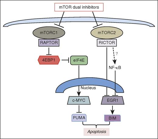 mTOR dual inhibitors induce apoptosis in ALL cells through 2 distinct pathways controlled by the 2 mTOR complexes, mTORC1 and mTORC2. mTORC1 inhibition reduces activity of EIF4E and expression of c-MYC, leading to increased expression of the proapoptotic protein PUMA. mTORC2 inhibition increases expression of EGR1 that activates transcription of the proapoptotic protein BIM. The expression of EGR1 depends in part on NF-κB activity which might be suppressed by mTORC2. The figure has been adapted from Figure 7H in the article by Yun et al that begins on page 2711.