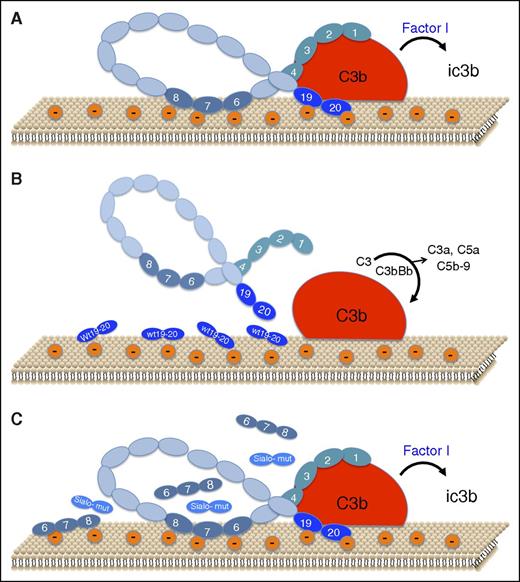 Schematic representation of the role of sialic acid recognition sites on factor H binding and function on the endothelial cell surface. (A) Under normal conditions, small amounts of C3b bind to host cells. CCP1-4 of factor H binds to C3b, and CCP19-20 binds to C3b and to polyanions (mostly sialic acid) on the cell surface, thereby forming a high-affinity ternary complex that facilitates factor I–mediated inactivation of C3b to iC3b and accelerated decay of any C3bBb that may form (not shown). CCP6-8 also binds to the cell surface via heparan sulfate. (B) Addition of exogenous wild-type CCP19-20 (wt 19-20) interferes with binding of factor H to the cell surface and to C3b, thereby allowing amplification of complement to proceed, with generation of the C3 convertase (C3bBb), liberation of anaphylatoxins C3a and C5a, and assembly of the lytic membrane attack complex, C5b-9. (C) Recombinant forms of CCP19-20 with aHUS-associated mutations at sialic acid recognition sites (Sialo-mut), fail to interfere with factor H binding to the polyanionic cell surface and to C3b, thereby allowing factor H to exhibit protective effects, as in panel A. CCP19-20 forms with mutations outside of the sialic acid recognition site behaved as in panel B. Addition of excess recombinant CCP6-8, known to bind to anionic heparan sulfate on the cell surface, also does not interfere with factor H binding or function, indicating the greater importance of sialic acid recognition by factor H.