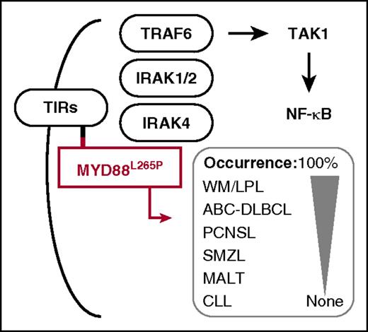 MYD88L265P harbors a leucine-to-proline exchange in the hydrophobic core of its Toll/interleukin-1 receptor (TIR) domain (small red square), thus facilitating homotypic interaction with the TIR domain (small black square) of receptors from the TIR superfamily (TIRs). Upon recruitment of MYD88 to TIRs, MYD88 recruits interleukin 1 receptor-associated kinase 4 (IRAK4), which phosphorylates IRAK1 and -2 and promotes recruitment of tumor necrosis factor receptor-associated factor 6 (TRAF6). This results in ubiquitylation and activation of nuclear receptor subfamily 2 group C member 2, better known as TGF-β-activated kinase 1 (TAK1) and, ultimately, in activation of canonical NF-κB signaling. Subsequent to the discovery of the MYD88L265P allele in ABC-DLBCL (an accomplishment of the Staudt Laboratory at the US National Cancer Institute4), the same mutation was demonstrated by investigators in Waldenström macroglobulinemia (WM),5 including its precursor condition immunoglobulin M (IgM) monoclonal gammopathy of undetermined significance and the related disease, IgM-associated light chain amyloidosis,6 in primary central nervous system lymphoma (PCNSL), in splenic marginal zone lymphoma (SMZL), in mucosa-associated lymphoid tissue (MALT) lymphoma and, rarely, in chronic lymphocytic leukemia (CLL). The mouse model of MYD88L265P-dependent lymphoma developed by Knittel et al may be useful for studies of all of these neoplasms, and particularly WM, in which the L265P substitution occurs with the highest frequency (ie, in nearly all patients).