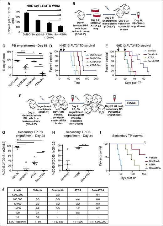 Figure 6. ATRA plus sorafenib targets leukemia stem cells in a genetically engineered mouse model of AML. (A) CFU counts at day 7 of 5 × 103 NHD13;FLT3/ITD leukemic mouse BM cells treated with sorafenib (20 nM) and/or ATRA (100 nM). Data indicate average colony number ± SD, and are representative of 3 independent experiments (**P < .01, ***P < .001). (B-D) MPP cells were isolated from a CD45.2+ NHD13;FLT3/ITD leukemic donor mouse and treated with DMSO or ATRA (10 nM) ex vivo for 48 hours. On day 2, 1 × 104 viable donor cells along with 5 × 105 CD45.1+ helper cells were transplanted into sublethally irradiated CD45.1+ recipients (n = 20) and randomly divided into 4 cohorts: DMSO/Veh, DMSO/Sor, ATRA/Veh, ATRA/Sor. Starting on day 9, mice received vehicle (Veh) or sorafenib (Sor) for 2 weeks. (B) Mouse xenograft schematic. (C) PB engraftment on day 58 posttransplant, represented by percentage CD45.2+ cells of a total of CD45.1+ and CD45.2+ cells. Data represent average of n = 5 mice per cohort ± SD (*P < .05, **P < .01, ***P < .001). (D) Kaplan-Meier survival of mouse cohorts (n = 5 each), indicating median survival of DMSO/Veh (69 days), DMSO/Sor (109 days), ATRA/Veh (80 days), and ATRA/Sor (127) days (**P < .01, relative to vehicle). Treatment period is indicated by black arrows. (E) Mice received 5 × 105 whole BM cells from a NHD13;FLT3/ITD leukemic donor along with 5 × 105 CD45.1+ helper cells and were treated in vivo with sorafenib (5 mg/kg daily), ATRA (5 mg/kg daily), sorafenib + ATRA (Sor+ATRA), or vehicle, all via oral gavage, for 2 weeks. Kaplan-Meier survival of mouse cohorts (n = 6 each), indicating median survival of vehicle (26 days), ATRA (25 days), sorafenib (34 days), and Sor+ATRA (55.5) days (**P < .01, ***P < .001, relative to vehicle). Treatment period is indicated by black arrows. (F) Mouse secondary transplant schematic. Whole BM cells were isolated from a CD45.2+ NHD13;FLT3/ITD leukemic donor mouse and 5 × 105 donor cells, along with 5 × 105 CD45.1+ helper cells, were transplanted into sublethally irradiated CD45.1+ recipients. Starting on day 7, mice received vehicle, sorafenib, ATRA, or Sor+ATRA (n = 3 per cohort) for 2 weeks. PB and BM were harvested on day 21 posttransplant, and pooled BM was transplanted into healthy secondary recipients and mice were monitored for PB engraftment and survival. (G) PB engraftment on day 28 and (H) day 84 postsecondary transplant, represented by the percentage of CD45.2+ cells of a total of CD45.1+ and CD45.2+ cells. Data represent average of n = 3 mice per cohort ± SD (**P < .01, ***P < .001). (I) Kaplan-Meier survival of mouse cohorts (n = 5 each), indicating median survival of vehicle (43 days), ATRA (96 days), sorafenib (>120 days), and Sor+ATRA (>120 days) treated mouse BM recipient mice (**P < .01 for vehicle to ATRA, vehicle to sorafenib, and vehicle to Sor+ATRA comparisons, *P < .05 for ATRA to Sor+ATRA comparison). (J) Limiting dilution transplantation analysis of pooled whole BM from mice treated as in panels E and F. Detection of >1% hCD45+ of a total of CD45.1+ and CD45.2+ cells in the PB was used as a marker for successful engraftment of leukemia. TP, transplant; WBM, whole bone marrow.