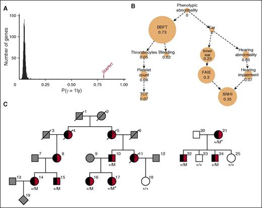 Figure 1. DIAPH1 is a candidate gene for macrothrombocytopenia and hearing loss. (A) Each BPD index case was coded using HPO terms relating to hematologic features and to phenotypes in other organ systems and underwent high-throughput sequencing.18 Candidate genes for BPD were identified by similarity regression in which “baseline” and “alternate” statistical models are compared for every gene.19 Under the baseline model, all cases are assumed to have the same log odds of carrying a rare variant. Under the alternate model, which we give a prior probability of .05 of being the true model, the log odds is modeled as a linear function of the phenotypic similarity of each case to an HPO-encoded “characteristic phenotype.” The characteristic phenotype (φ) and a binary variable indicating the true model (γ) are inferred from the genotype and phenotype data. A high posterior mean for γ is indicative of a potential association between the presence of a rare variant in a gene, coded by a binary vector y, and a disorder characterized by φ. The histogram indicates the mean posterior probability of the alternate model being true (P(γ = 1|y)) for all 1073 genes in which at least 2 BPD cases carry a high-impact variant. The value for DIAPH1 is indicated in red. (B) The inferred HPO-coded characteristic phenotype (φ) for DIAPH1 is represented as a graph, whereby each edge denotes an “is a” relationship and each node contains an HPO term with its marginal posterior probability of inclusion in φ, which is also represented by the node size. When a node and all its descendants in the HPO graph have a marginal posterior probability of inclusion in φ <0.02, it is not shown. (C) Pedigrees of the index cases (*) in which the colored symbols indicate macrothrombocytopenia (black) and hearing loss (red). The gray symbols indicate that the clinical phenotype is unknown, and the white symbols indicate no macrothrombocytopenia or hearing loss. Genotyped cases are indicated by +/M for the heterozygous DIAPH1 R1213* variant and by +/+ for the reference sequence at that locus. BBFT, Abnormality of blood and blood forming tissues; Bleeding, Abnormal bleeding; Ear, Abnormality of the ear; FAIE, Functional abnormality of the inner ear; Inner ear, Abnormality of the inner ear; Platelet count, Abnormal platelet count; SNHI, Sensorineural hearing impairment; Thrombocytes, Abnormality of thrombocytes; TCP, Thrombocytopenia.