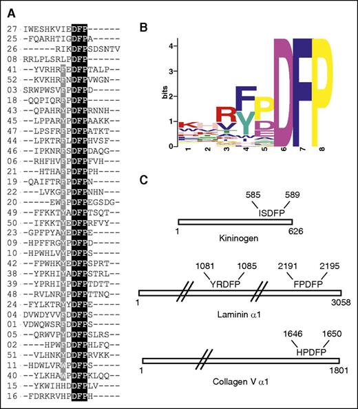 Figure 1. FXI binding peptides with the DFP motif. (A) Alignment of peptide sequences from the random screen, with 37 peptides shown containing the DFP tripeptide. (B) Peptide motif overview calculated using MEME software for the 37 FXI-binding DFP peptide sequences. (C) Location of DFP pentapeptide sequences in the proteins HK (KNG1_HUMAN), laminin (LAMA1_HUMAN), and collagen V (CO5A1_HUMAN) identified using PROSITE software.