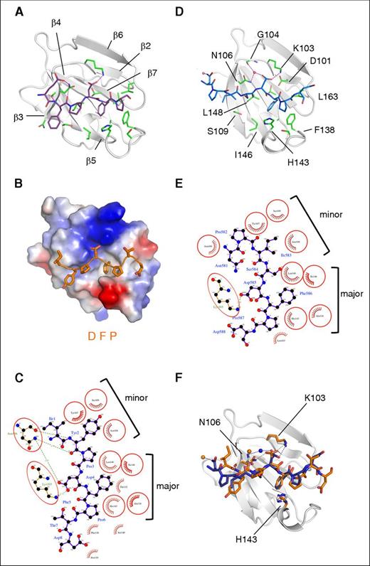 Figure 2. FXI peptide complex structures. (A) Cartoon diagram showing only the apple 2 domain in white, with laminin LP2 peptide shown as sticks in purple. Electrostatic and hydrogen bonding interactions are shown as lavender dotted lines. Residues interacting with the peptide are shown as sticks in green. (B) Charged surface representation of the apple 2 domain (blue is positive, red is negative) bound to the P39 peptide (orange) shown as sticks. (C) Schematic diagram illustrating the P39 peptide (purple) bound to the apple 2 domain, calculated using LIGPLOT software, with major and minor pockets indicated. (D) Cartoon diagram of the apple 2 domain in white, with bound HK peptide in blue shown as sticks. (E) Schematic diagram illustrating HK peptide (purple) bound to the apple 2 domain, calculated using LIGPLOT. (F) Superposition of the FXI-P39 and FXI-HKP peptide apple 2 domain structures. The apple 2 domain is shown as a cartoon in white for the FXI-P39 structure, and the P39 and HKP peptides are shown as sticks in orange and purple, respectively.