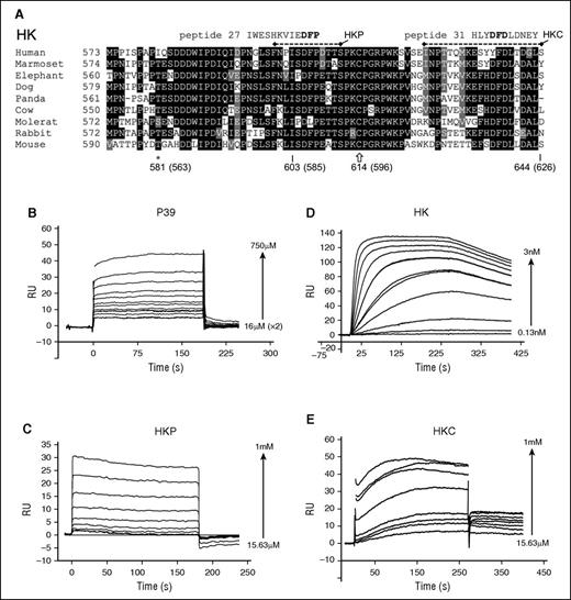 Figure 3. HK amino acid sequences and interaction with FXI. (A) The HK C-terminal domain 6 amino acid sequence alignment derived from the National Center for Biotechnology Information HOMOLOGENE server for different species is indicated. Conserved residues across >50% of the sequences are shaded black (highly conserved) or gray (weak conservation) with the program BOXSHADE. Peptides P27 and P31 from the random screen that match sequences within HK domain 6 are shown aligned. Dashed lines represent the sequence of synthetic peptides HKP and HKC. ★ indicates residue Ile563, which is the location of a venous thrombosis risk factor–associated human missense mutation Ile563Thr, located directly N-terminal to the HK ISDFP sequence. Plots of SPR sensorgrams measured in response units (RU) illustrate peptide P39 (B) and HKP (C) binding to immobilized FXI, and FXI binding to immobilized HK (D). (E) Binding of the HKC peptide to immobilized FXI.