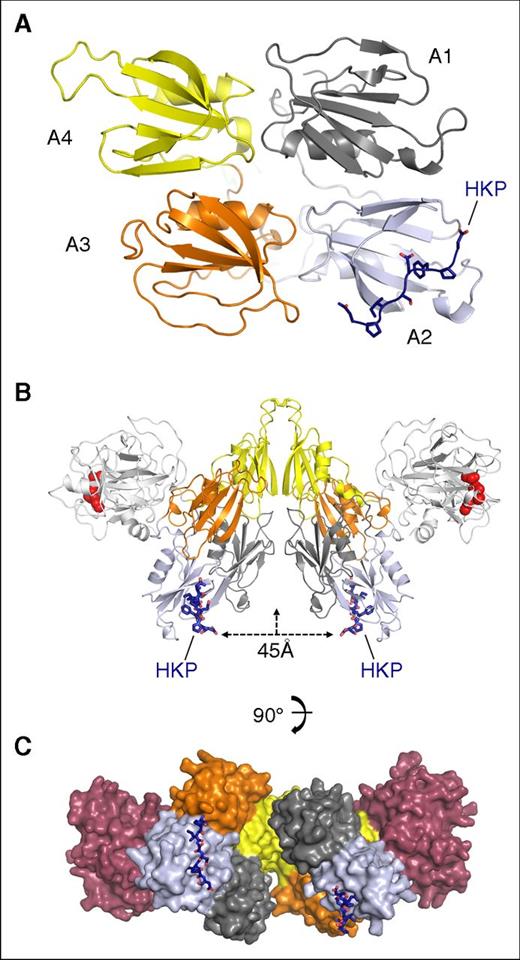 Figure 4. FXI dimer colocalization of bound HK peptides. (A) Cartoon diagram of the apple domain saucer section shown in gray, blue, orange, and yellow for the A1, A2, A3, and A4 domains, respectively. The HK peptide is colored in dark blue and shown as sticks. (B) The FXI dimer bound to the HK peptide (blue sticks) is shown with the protease domain (white) and active-site residues (red spheres) for His413, Asp462, and Ser557. The distance between the HK peptides is indicated as 45 Å, and the vertical arrow shows the dimer axis. (C) Surface representation of the FXI dimer, with each subunit colored the same as in panel A, except the protease domain is red.