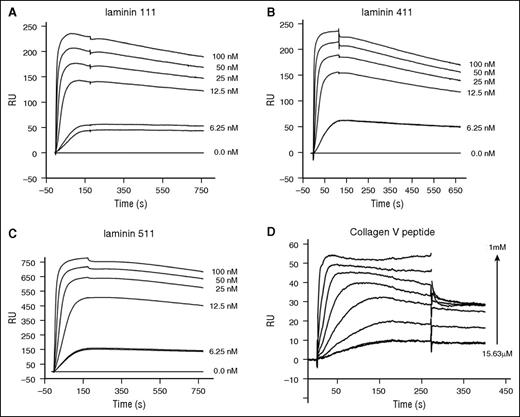 Figure 5. FXI binding to laminin and a collagen V peptide. Plots of SPR sensorgrams measured in response units (RU) illustrating FXI binding to laminin 111 (A), laminin 411 (B), or laminin 511 (C) immobilized on a CM5 sensor chip. (D) DFP peptide derived from the collagen V sequence binding to immobilized FXI.