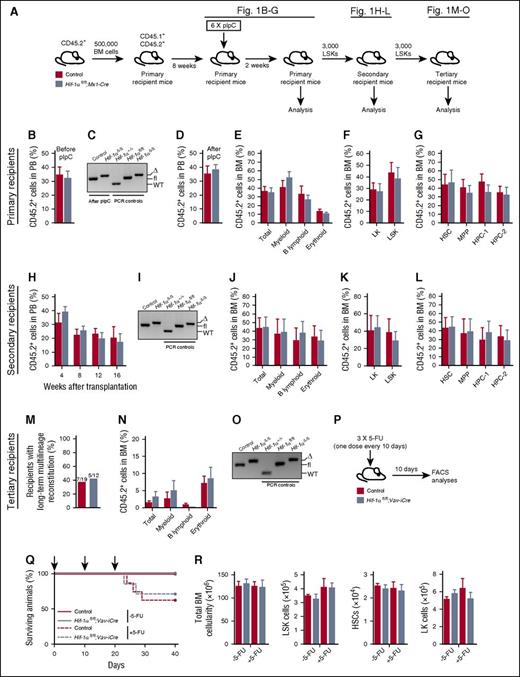 Figure 1. Hematopoiesis-specific deletion of Hif-1α does not affect HSC survival and maintenance and their ability to respond to 5-FU–induced stress. (A) Experimental design. A total of 500 000 donor-derived (CD45.2+) unfractionated BM cells from untreated Hif-1αfl/fl;Mx1-Cre and control (without Mx1-Cre) mice were transplanted into lethally irradiated syngeneic CD45.1+/CD45.2+ recipient mice (together with 500 000 CD45.1+ competitor BM cells). Two independent donors were used per genotype. Eight weeks posttransplantation, the mice received 6 sequential doses of pIpC over a period of 10 days (every alternate day) and were analyzed 2 weeks after last dose of pIpC. CD45.2+ LSK cells from the primary recipients were serially transplanted into secondary and tertiary recipients. (B) Percentage of CD45.2+ donor-derived cells 8 weeks posttransplantation in the PB of primary recipient mice before pIpC treatment (n = 5-6 per group). (C) Representative gel showing PCR amplification of genomic DNA from donor-derived CD45.2+ fraction of the PB of pIpC-treated recipient mice 2 weeks after last pIpC injection. Δ, excised allele; fl, undeleted conditional allele. For PCR controls, we used genomic DNA from c-Kit+ cells from BM of Hif-1α+/+, Hif-1αfl/fl, and Hif-1αfl/fl;Vav-iCre mice. (D) Percentage of CD45.2+ donor-derived cells in PB 2 weeks after the last pIpC injection (n = 5-6 per group). (E) Percentage of CD45.2+ cells in the unfractionated BM (total BM cells) and myeloid (CD11b+Gr1+), B lymphoid (CD19+B220+), and erythroid (Ter119+) cell compartments of the primary recipient mice. Data are mean ± standard error of the mean (SEM; n = 5-6 per group). (F) Percentage of CD45.2+ donor-derived cells measured in BM LK and LSK cell compartments of the primary recipients. Data are mean ± SEM (n = 5-6 per group). (G) Percentage of CD45.2+ donor-derived cells in LSK CD48−CD150+ HSC, LSK CD48−CD150− MPP, and primitive progenitor (LSK CD48+CD150− HPC-1 and LSK CD48+CD150+ HPC-2) cell compartments of primary recipients. Data are mean ± SEM (n = 5-6 per group). (H) PB chimerism in secondary recipients of control and Hif-1α∆/∆ LSK cells sorted from BM of the primary recipients. Data are mean ± SEM (n = 6 per group). (I) Representative gel showing efficient deletion of the conditional alleles of Hif-1α in the CD45.2+ BM cells of secondary recipients 16 weeks after transplantation. For PCR controls, we used genomic DNA from c-Kit+ cells from BM of Hif-1α+/+, Hif-1αfl/fl, and Hif-1αfl/fl;Vav-iCre mice. (J) Percentage of CD45.2+ cells in total BM, myeloid, B lymphoid, and erythroid cell compartments of the secondary recipient mice 16 weeks posttransplantation. Data are mean ± SEM (n = 6 per group). (K-L) Percentage of CD45.2+ cells in BM stem and progenitor cell compartments of the secondary recipient mice 16 weeks posttransplantation. Data are mean ± SEM (n = 6 per group). (M) Results of the tertiary transplantation assay. The graph shows the percentage of tertiary recipients with long-term multilineage reconstitution (>0.5% of donor-derived myeloid and lymphoid cells in BM) 16 weeks after tertiary transplantation of Hif-1α∆/∆ and control LSK cells sorted from BM of the secondary recipients. Data are mean ± SEM (n = 12-19 per group). (N) Percentage of CD45.2+ cells in the BM hematopoietic compartments of tertiary recipient mice 16 weeks after transplantation (n = 12-19 per group). (O) Representative gel showing efficient deletion of the conditional alleles of Hif-1α in the CD45.2+ BM cells of tertiary recipients 16 weeks after transplantation. For PCR controls, we used genomic DNA from c-Kit+ cells from BM of Hif-1α+/+, Hif-1αfl/fl, and Hif-1αfl/fl;Vav-iCre mice. (P) Experimental design. Hif-1αfl/fl;Vav-iCre and control mice received 3 sequential doses of 5-FU (150 mg/kg; 10 days apart) and were analyzed 10 days after the last 5-FU administration. In parallel, untreated Hif-1αfl/fl;Vav-iCre and control mice that did not receive 5-FU were also analyzed. (Q) Kaplan-Meier survival curve of Hif-1αfl/fl;Vav-iCre and control mice treated with 5-FU (ie, +5-FU) (n = 7-8 per group) or those that were not treated with 5-FU (ie, −5-FU) (n = 4-6 per group). Arrows in the graph indicate 5-FU administration. (R) Total numbers (per 2 femurs and 2 tibias) of BM white blood cells, LSK cells, HSCs, and LK cells from the mice described in panels P and Q. Data are mean ± SEM (n = 4-6 per group). At least 2 independent experiments were performed for all analyses.