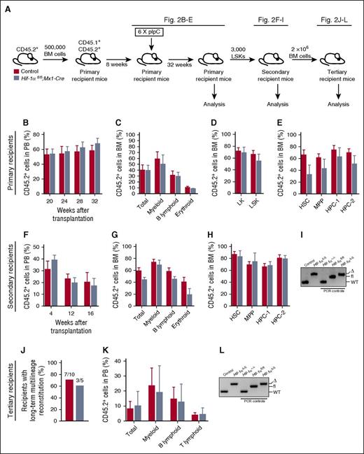 Figure 2. Prolonged Hif-1α deficiency does not affect the steady-state maintenance of HSCs and their regenerative capacity. (A) Experimental design. Primary recipient mice were transplanted with 500 000 donor-derived unfractionated BM cells from untreated Hif-1αfl/fl;Mx1-Cre and control mice (together with 500 000 CD45.1+ competitor BM cells). Eight weeks posttransplantation, the mice received 6 doses of pIpC. The mice were analyzed 32 weeks after the last dose of pIpC. CD45.2+ LSK cells from the primary recipients were transplanted into secondary recipients. A total of 2 × 106 total BM cells from secondary recipients were transplanted into tertiary recipients together with 200 000 CD45.1+ unfractionated BM cells. (B) CD45.2+ donor-derived PB chimerism 20, 24, 28, and 32 weeks after the last dose of pIpC. Mean ± SEM (n = 5-7 per group). (C) Percentage of CD45.2+ cells in total BM, myeloid, B lymphoid, and erythroid cell compartments of primary recipients 32 weeks after pIpC treatment. Data are mean ± SEM (n = 5-7 per group). (D-E) Percentage of CD45.2+ cells in the indicated hematopoietic compartments of the primary recipients. Data are mean ± SEM (n = 5-7 per group). (F) LSK cells of indicated genotypes were pooled from primary recipients 32 weeks after pIpC treatment and transplanted into secondary recipients. The graph shows CD45.2+ donor-derived PB chimerism in secondary recipient mice 4, 12 and 16 weeks after transplantation. Data are mean ± SEM (n = 4-7 per group). (G) CD45.2+ donor-derived chimerism within the total BM cell fraction, and myeloid, B lymphoid, and erythroid cell compartments of secondary recipient mice 16 weeks after transplantation. Data are mean ± SEM (n = 4-7 per group). (H) Percentage of CD45.2+ cells in the indicated hematopoietic stem and progenitor cell compartments of the secondary recipients. Mean ± SEM (n = 4-7 per group). (I) PCR amplification of genomic DNA from donor-derived CD45.2+ cell fraction of the PB of secondary recipient mice 12 weeks posttransplantation. For PCR controls, we used genomic DNA from c-Kit+ cells from BM of Hif-1α+/+, Hif-1αfl/fl, and Hif-1αfl/fl;Vav-iCre mice. (J) Results of tertiary transplantation assays. The graph depicts the percentage of tertiary recipients with long-term multilineage reconstitution (>0.5% of donor-derived myeloid and lymphoid cells in PB) 16 weeks after tertiary transplantation of 2 × 106 total BM cells obtained from the secondary recipients (n = 5-10 per genotype). (K) Percentage of CD45.2+ cells in white blood cell (total) compartment, and myeloid, B lymphoid, and T lymphoid cell compartments of PB in tertiary recipients 16 weeks after transplantation. Data are mean ± SEM (n = 5-10 per group). (L) Hif-1α gene deletion was confirmed by PCR on genomic DNA from donor-derived CD45.2+ cell fraction of the BM of tertiary recipients 16 weeks posttransplantation. For PCR controls, we used genomic DNA from c-Kit+ cells from BM of Hif-1α+/+, Hif-1αfl/fl, and Hif-1αfl/fl;Vav-iCre mice. At least 2 independent experiments were performed for all analyses.