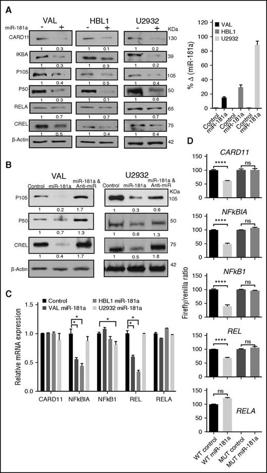 Figure 2. miR-181a directly targets several NF-κB signaling components. (A-B) Representative western blot analyses in DLBCL cell lines transfected with 2 μg precursor control (−), miR-181a (+), or miR-181a and anti–miR-181a by electroporation, and analyzed after 24 hours. Densitometry analyses of the protein bands were normalized to the loading control β-actin (NIH software; ImageJ). The relative band density values in (+) or anti-miR samples were compared with the controls (set as 1) and are noted below each blot. (A, right panel) Quantitative real-time–PCR miR-181a assay indicating the fold change in miR-181a expression between the control and miR-181a transfected samples as an assessment of transfection efficacy (2 independent experiments in triplicates). (C) Quantitative real-time–PCR analyses of NF-κB gene expression in cells transfected with control or miR-181a green fluorescent protein (GFP) plasmids for 24 hours. To enrich for transfected cells, the GFP+ cells were sorted and RNA prepared. Shown are the relative changes in gene expression from 2 independent experiments in triplicates. Values are presented as mean ± standard deviation (SD). Statistical significance was determined by Student t test. *P < .05. (D) Dual luciferase reporter assay in HeLa cells co-transfected with plasmids containing the noted WT or MUT 3′UTR sequence harboring putative miR-181a binding sites, and control or miR-181a plasmids. The firefly signals were normalized with the internal control renilla luciferase. Shown are the firefly/renilla ratios for each 3′UTR construct. The experiments were repeated 3 to 6 times in triplicates (mean ± SEM), and statistical significance analyzed by Student t test. ****P < .0001. ns, not significant; WT, wild-type.