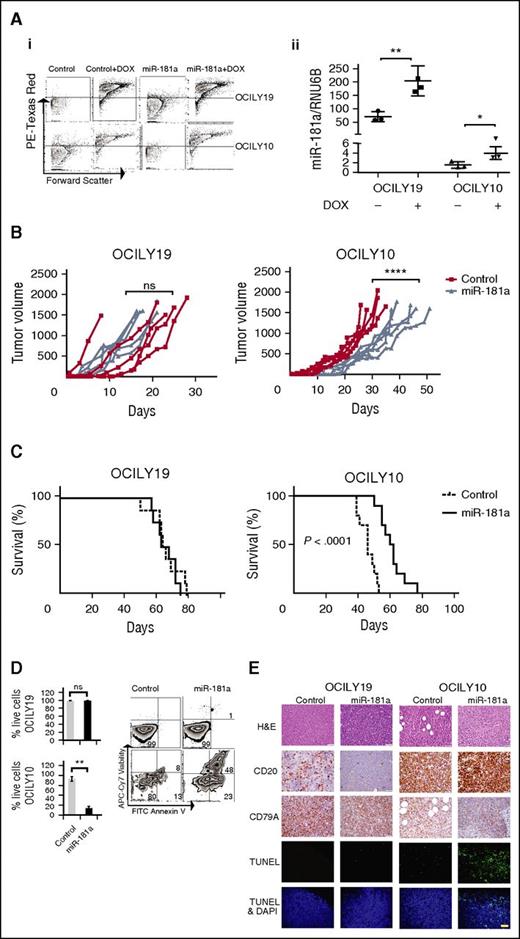 Figure 7. miR-181a slows tumor growth rate and prolongs animal survival in the ABC-like DLBCL xenograft model. Xenografts were generated with OCILY19 (GCB-like DLBCL) or OCILY10 (ABC-like DLBCL) cells (5 × 106), induced to express control or miR-181a by supplementing the mice drinking water with DOX (1 mg/mL). (A) Ex vivo assessment of efficient DOX induction in the animals. FACS analyses of RFP+ signal from control and miR-181a–induced OCILY19 and OCILY10 cells extracted from the mice tumors (i), and quantitative real-time–PCR analysis of miR-181a expression (ii) corrected for RNU6B levels, mean ± SE (n = 3; 2 independent experiments), Student t test (*P < .05; **P < .01). (B) Tumor growth curves. The tumor volume was assessed 3 times a week with calipers, 10 mice per cell line (n = 5 control; n = 5 miR-181a). Statistical significance two-way ANOVA tests (****P < .0001) from 2 independent experiments. (C) Kaplan–Meier plots: OCILY19 (n = 8 per group) and OCILY10 (n = 10 per group). Mice where euthanized when the tumor volume reached 1500 mm3 in accordance with the institutional guidelines. Statistical significance by log-rank test from 2 independent experiments. (D) Ex vivo analyses of the tumors. The xenografts were generated as described in panel A but the DOX treatment (8 days) was initiated when the tumors were palpable (∼2 weeks). Shown are representative FACS analyses of PE Texas Red+ cells evaluated for cell viability. The cells were stained with Annexin V–FITC and allophycocyanin-Cy7. The graph below depicts cumulative results (n = 4 mice per group), showing the percent difference in live cells between the induced miR-181a and the control cells. Statistical significance by Student t test (**P < .01; ns, not significant) presented as mean ± SD. (E) Immunohistochemistry and TUNEL assay in paraffin embedded xenograft tumors slides. Thin histologic sections were stained with hematoxylin and eosin (H&E), and analyzed for the expression of the B-cell markers CD20 (low expression in OCILY19 cell line43) or CD79A. The TUNEL assays were performed with the In Situ Cell Death Detection Fluorescein Kit following the manufacturer’s instructions. Nuclei were labeled with DAPI, and images were acquired on a Zeiss LSM 700 confocal microscope at ×400 magnification. Bar, 40 μm. One representative mouse out of 3 per group is shown. DAPI, 4,6 diamidino-2-phenylindole.