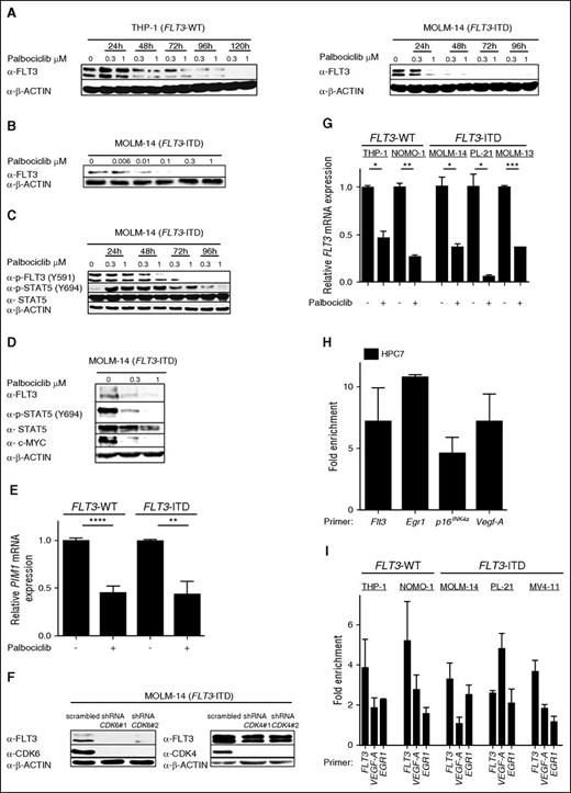 Figure 3. CDK6 but not CDK4 binds the promoter of the FLT3 gene and regulates FLT3 transcription in a kinase-dependent manner. (A-B) Inhibition of FLT3 protein expression with CDK4/6 inhibitor palbociclib at indicated concentrations in a time-dependent manner is depicted. Cells were harvested (A) between 24 and 120 hours or (B) at 48 hours. Cell lysates were subjected to western blot analysis for total FLT3. β-actin was used as loading control. (C) Cells were incubated with increasing concentrations of palbociclib. A time- and dose-dependent decrease in FLT3 phosphorylation at residue Y591 and in STAT5 phosphorylation at residue Y694 was detected by immunoblotting. (D) Palbociclib inhibits FLT3-dependent signaling in a dose-dependent manner. MOLM-14 cells were incubated with palbociclib at indicated concentrations for 4 days. Total cell lysates were immunoblotted with the indicated antibodies: total FLT3, total STAT5, phospho-STAT5, and total MYC. (E) PIM1 gene expression was analyzed by quantitative reverse transcription polymerase chain reaction (RT-PCR) in FLT3-mutant (MOLM-14, MV4-11, and PL-21) and FLT3-WT (THP-1 and NOMO-1) cell lines after palbociclib (1 µM) administration for 72 hours. Relative PIM1 expression was normalized to the housekeeping gene RPLP0. (F) Effects of individual CDK4 and CDK6 suppression on FLT3 protein levels. (G) FLT3 gene expression was analyzed by quantitative RT-PCR in indicated cell lines after palbociclib (1 µM) administration for 72 hours. Relative FLT3 expression levels were normalized to RPLP0 mRNA. (H-I) Chromatin immunoprecipitation (ChIP) experiments were performed in (H) a murine HPC7 hematopoietic progenitor cell line and in (I) indicated human AML cells. Protein-DNA complexes were immunoprecipitated by using (H) home-made sera against Cdk6 or (I) by using a commercial anti-CDK6 antibody and were analyzed by quantitative PCR (qPCR) for their presence on the FLT3 promoter region. EGR1, p16INK4a, and VEGF-A promoter regions served as positive controls. Bar graphs depict fold enrichment over a negative region as described in the supplemental Data. *P < .05; **P < .01; ***P < .001; ****P < .0001. shRNA, short hairpin RNA.