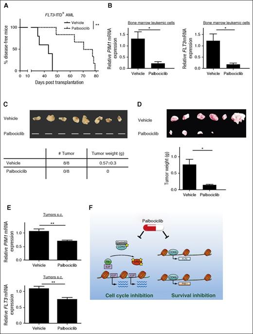 Figure 7. CDK6 is required for FLT3-ITD–driven tumor formation and leukemogenesis in vivo. (A) Kaplan-Meier plot depicting disease onset of immune-compromised Rag2−/−γc−/− recipients injected with FLT3-ITD+ cells (MOLM-14). On day 5 after engraftment, mice were randomly divided into 2 groups and dosed once per day with vehicle (n = 5) or palbociclib (n = 6). Mean survival with vehicle, 43 days; with palbociclib, 73.5 days. Log-rank test was used for statistical comparison. (B) Bone marrow–infiltrating MOLM-14 cells isolated from diseased mice (n = 3 for each group) shown in (A) were analyzed for human PIM1 and FLT3 gene expression upon treatment with either vehicle or palbociclib. (C-D) FLT3-ITD+ (MOLM-14) cells were subcutaneously (s.c.) injected into both flanks of immune-compromised Rag2−/−γc−/− recipients. Mice were treated once per day with vehicle or palbociclib on (C) day 0 (n = 4 mice for each group) or on (D) day 5 (vehicle, n = 3 mice; palbociclib, n = 2 mice) until terminal workup at day 12. (E) Human PIM1 and FLT3 gene expression was analyzed by quantitative RT-PCR in subcutaneously grown tumors shown in (D) after treatment with either vehicle or palbociclib. (F) Scheme of the mechanism of action of palbociclib in FLT3-ITD leukemic cells: blockade of CDK6 kinase activity upon palbociclib exposure impairs cell cycle progression from G1 phase to S phase and inhibits transcription of FLT3 and PIM1 leading to survival inhibition. *P < .05; **P < .01.