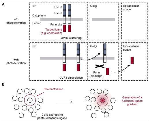 Figure 1. Strategy for optogenetic control of ligand secretion. (A) Strategy for optogenetic triggering of ligand secretion. The target ligand is fused to the luminal side of a transmembrane protein (VSVG-ts045) and YFP and 2xUVR8 repeats on the cytoplasmic side. Before photoactivation (no PA), the construct forms clusters in the ER, with minimal trafficking to the Golgi. After photoactivation by UVB (PA), some fusion proteins get released and traffic to the Golgi whereby the target ligand is cleaved off by furin, leading to secretion of the desirable moiety in the extracellular medium. (B) Representation of cells in tissue before and after photoactivation. Target ligand gradient is shown in red. w/o, without.