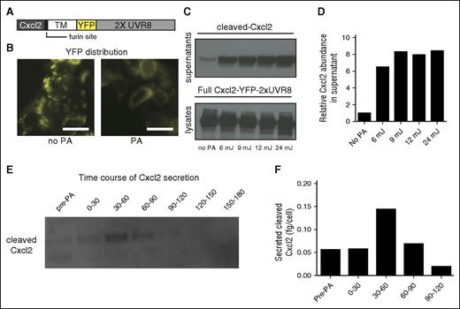 Figure 2. Optogenetic control of chemokine secretion. (A) Construct design for optogenetic triggering of murine Cxcl2. (B) Distribution of Cxcl2-YFP-2xUVR8 before or after PA with 9 mJ. Scale bar = 20 µm. (C) Detection of cleaved Cxcl2 in supernatants and uncleaved Cxcl2-YFP-2xUVR8 in lysates from nontreated (no PA) or photo-activated cells with indicated doses of UVB. Supernatant samples were treated with PNGase to obtain single bands representing nonglycosylated chemokine. (D) Quantification of protein in the supernatant samples shown in panel C, based on band intensity, normalized against the lysate bands and relative to the “no PA” condition. (E) Time course of cleaved Cxcl2 secretion. Supernatants were collected in 30-minute intervals, washing the cells between collection time points, to assess new chemokine production. (F) Quantification of exact protein amount shown in panel E. TM, transmembrane protein anchor.
