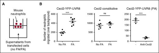 Figure 3. Photo-released chemokine is functional. (A) Evaluation of functionality of photo-released chemokine in a transwell chemotaxis assay. The bottom chamber was loaded with supernatants from cells transfected with a mock plasmid or Cxcl2-YFP-2xUVR8 or constitutive Cxcl2 and then photo-activated or not. Freshly isolated mouse neutrophils were placed in the top chamber. (B) Number of neutrophils transmigrated over background migration (determined by migration to mock supernatants). Data points represent multiple wells within 1 experiment representative of 4 independent experiments. Unpaired t test was applied.