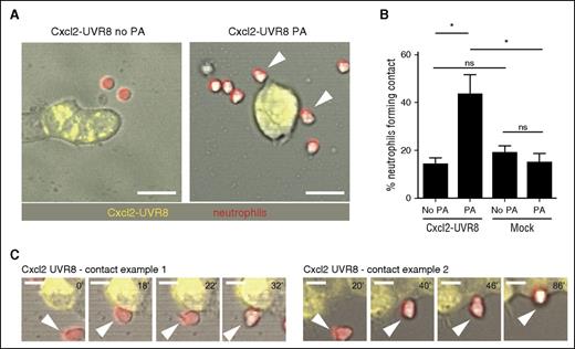Figure 4. A brief, light-triggered pulse of chemokine secretion rapidly enhances cell interactions in vitro. (A) Representative images of cocultured HEK293T cells and mouse neutrophils before and after activation. White arrows indicate contacts. Scale bar = 25 µm. (B) Percentage of neutrophils forming contacts with transfected HEK239T cells (out of the number of neutrophils present in the same area). Repeated measures ANOVA with Bonferroni posttest was applied. n = 3 values representing independent experiments. Error bars represent standard error of the mean. (C) Examples of contact formation after photoactivation of Cxcl2 secretion. Scale bar = 10 µm.