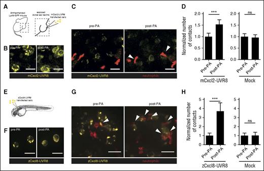 Figure 5. A brief, light-triggered pulse of chemokine secretion rapidly enhances cell interactions in vivo in mouse tissue and in zebrafish. (A) Experimental scheme for optogenetic control of chemokine release in mouse tissue. The ear dermis from an anesthetized LysM-GFP mouse was surgically exposed and seeded with HEK293T cells expressing Cxcl2-YFP-2xUVR8. (B) Distribution of Cxcl2-YFP-2xUVR8 before and after PA. (C) Representative images of ear tissue with mouse neutrophils (red) and HEK293T cells (yellow). Arrows indicate contacts between the cells. (D) Number of contacts formed between individual HEK293T cells and neutrophils before and after PA, normalized to number of neutrophils in the field and relative to no PA condition (n = 63 Cxcl2-YFP-2xUVR8-transfected; n = 48 mock GFP-transfected HEK293T cells, pooled data from 2 to 4 250 × 250 μm regions of interest per mouse and at least 3 mice per experimental condition, paired t test). (E) Experimental scheme for optogenetic control of chemokine release in zebrafish. Mock or zebrafish Cxcl8-YFP-UVR8–transfected HEK293T cells were locally transplanted in transgenic mpx:Lifeact-Ruby zebrafish larvae and mounted for imaging and photoactivation. (F) Distribution of Cxcl8-YFP-UVR8 before and after PA. (G) Representative images of zebrafish neutrophils (red) in the area of HEK293T cell implantation (yellow). (H) Number of contacts formed between individual HEK293T cells and neutrophils before and after PA, normalized to number of neutrophils in the field and relative to no PA condition (n = 43 Cxcl8-YFP-UVR8–transfected and n = 18 mock GFP-transfected HEK293T cells, pooled data from 3 larvae in 2 independent experiments, paired t test). Error bars represent standard error of the mean. Scale bar = 25 µm in all images.