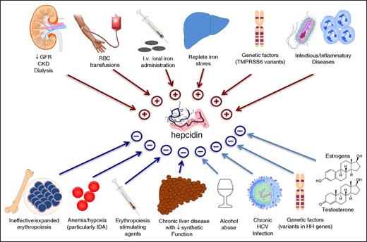 Figure 1. Clinical conditions known to influence circulating hepcidin levels. Clinically relevant conditions include CKD,11,16 RBC transfusions,27 iron administration,28.29 replete iron stores,1 TMPRSS6 variants,30,31 infections/inflammatory disorders,32-34 ineffective erythropoiesis,3,49 hypoxia,35,36 administration of erythropoietic stimulating agents,37 chronic liver diseases,38 alcohol abuse,39 HCV,40 hemochromatosis-related mutations,1,28,41,42 and administration of the sex hormones testosterone43 and estrogens.44,45 CKD, chronic kidney disease; GFR, glomerular filtration rate; HCV, hepatitis C virus; HH, hereditary hemochromatosis; IDA, iron deficiency anemia; RBC, red blood cell; TMPRSS6 (transmembrane protease serine 6), the gene encoding for matriptase-2.