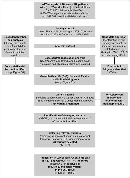 Figure 1. Data analysis and filtering steps of genetic variants identified in WES of 26 severe hemophilia A patients. The analysis dataset was obtained by merging all annotated variants called in 26 Italian severe HA patients into a single dataset that was subsequently used in 3 different types of analysis: case-control association analysis, candidate approach to identify rare, damaging variants in immunoregulatory genes, and discordant brother-pair analysis.