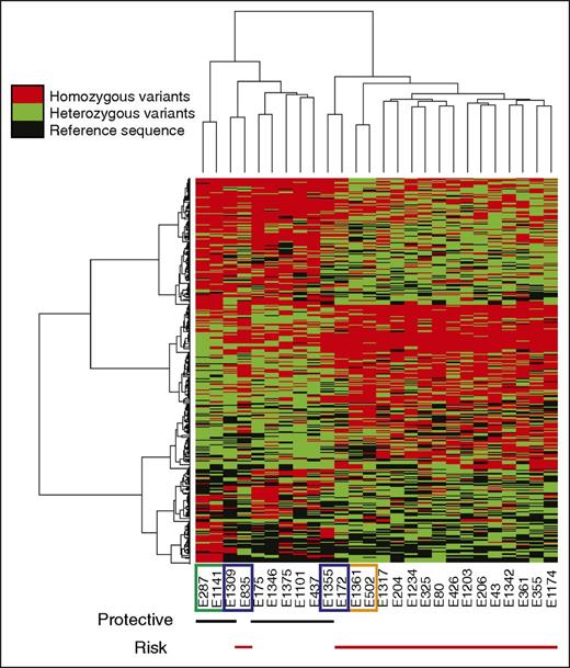 Figure 2. Clustering analysis (with heatmap) of variants identified in 26 Italian severe hemophilia A patients by WES. Unsupervised hierarchical clustering was performed using 1364 statistically significant variants (P ≤ .05) by Cochran-Armitage (trend model) and Fisher’s exact (dominant model) t tests. Two main, distinct patterns of homozygous variants were revealed that are characteristic of inhibitor-positive (risk) and inhibitor-negative (protective) patients. Differences in modes of inheritance between all brothers are emphasized through pattern differences in the heatmap: concordant brothers E287-E1147 (inhibitor negative; green rectangle) and E1361-E502 (inhibitor positive; orange rectangle) exhibit greater similarity across homo- and heterozygous variants, whereas the discordant brothers E835-E1309 and E172-E1355 (blue rectangles) exhibit greater differences across these variant types. Red bars under the heatmaps underline inhibitor-positive and black bars underline inhibitor-negative patients. Heatmap: red, homozygous variants; green, heterozygous variants; black, reference calls. Unsupervised hierarchical clustering was performed using R.31