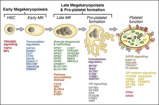 Figure 1. The 51 genes underlying IPDs. The cartoon depicts the process of megakaryopoiesis and platelet formation. Each of the 51 known IPD genes are indicated and categorized according to their effect on megakaryocyte and platelet biology. *IPDs typically associated with phenotypes outside of the blood system. HSC, hematopoietic stem cell.