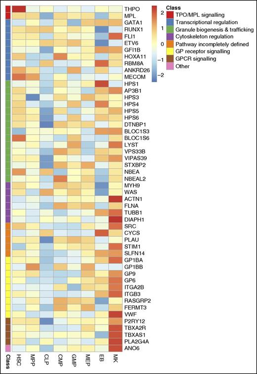 Figure 2. Expression levels of 51 genes underlying IPDs across hematopoietic stem and progenitor cells. High relative expression is shown in red and low relative expression in blue. The expression of each gene is normalized relative to the mean expression across all samples. Genes are ordered and color-coded according to their predicted effect on platelet biology (as in Fig. 1). Information about the levels of transcripts for the 51 genes determined by RNA-seq was retrieved from Chen et al.103 HSC, hematopoietic stem cell; MPP, multipotent progenitor; CLP, common lymphoid progenitor; CMP, common myeloid progenitor; GMP, granulocyte-monocyte progenitor; MEP, megakaryocyte-erythrocyte precursor; EB, erythroblast; MK, megakaryocyte.