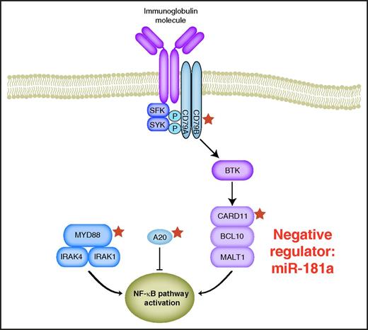 Molecular mechanisms that regulate NF-κB signaling in ABC DLBCL. Stars indicate genes that are targeted by recurrent mutations.